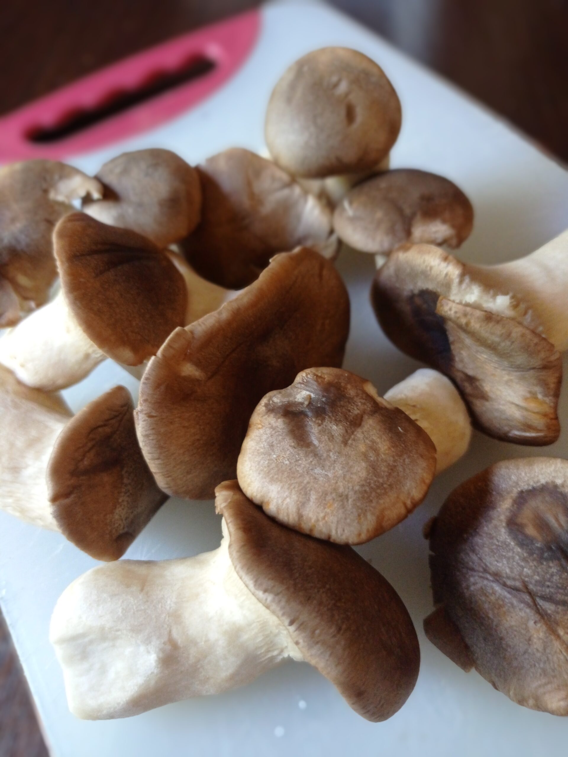 Kërpudha Cardoncelli